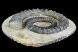 Devonian Ammonite (Anetoceras) - Morocco #110646-1